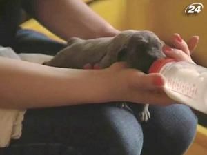 У Польщі собака породи німецький дог народила 17 цуценят 
