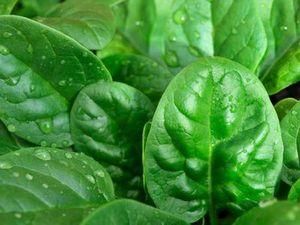 У японських продуктах виявили радіацію У японських продуктах виявили радіацію