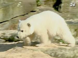 Не стало найвідомішого білого ведмедя світу - Кнута