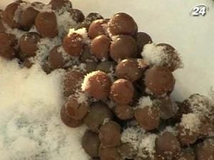 Из мерзлых виноградных гроздей получается ароматное вино Из мерзлых виноградных гроздей получается ароматное вино