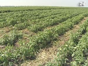 Ціна землі за 2-3 місяці може зрости у 1,5 рази Ціна землі за 2-3 місяці може зрости у 1,5 рази