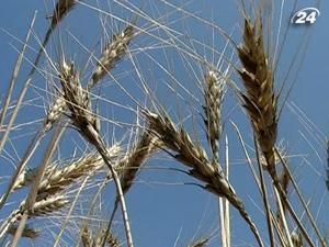 Кабмин заменит пошлиной зерновые квоты