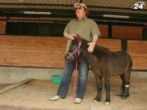 Пони вместо задней ноги установили протез Пони вместо задней ноги установили протез