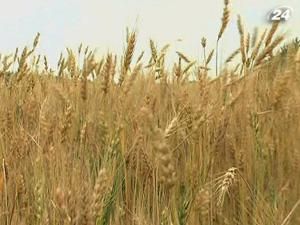 Світове виробництво пшениці збільшиться на 3,4%