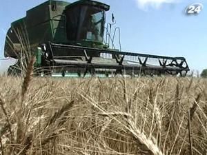 Урожай зерновых в 2011 г. составит 36-37 млн. т Урожай зерновых в 2011 г. составит 36-37 млн. т