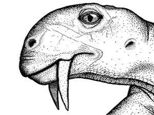 В Бразилии нашли череп саблезубого травоядного В Бразилии нашли череп саблезубого травоядного