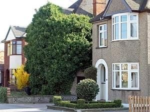 Плющ знизив вартість будинку на 230 тисяч фунтів стерлінгів