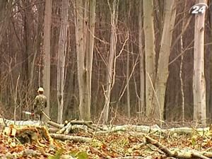 Леса поставят на учет до 2012 года Леса поставят на учет до 2012 года