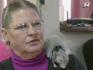 В Калифорнии крысы помогают больным людям В Калифорнии крысы помогают больным людям