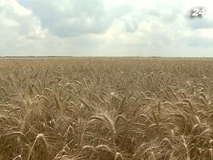 Продажу зерновых квот рассмотрят 5 апреля Продажу зерновых квот рассмотрят 5 апреля