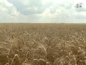 Продажу зерновых квот рассмотрят 5 апреля