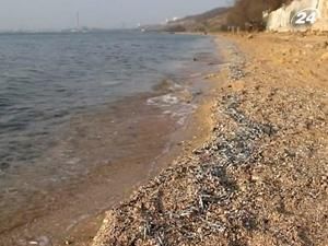 В районе Керчи побережье покрыли горы мертвой рыбы В районе Керчи побережье покрыли горы мертвой рыбы