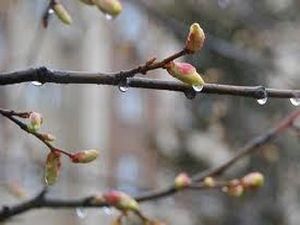 Завтра обіцяють теплу погоду, але місцями будуть дощі