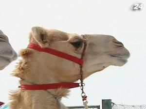 В ОАЕ пройшли перегони верблюдів