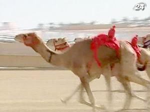 На Аравійському півострові перегони верблюдів - великий бізнес