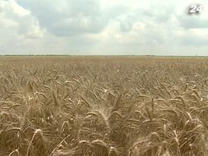 Трейдеров заставят финансировать выращивание зерна