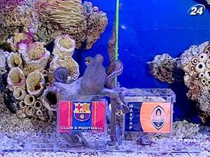 Кримський восьминіг зробив свій перший футбольний прогноз Кримський восьминіг зробив свій перший футбольний прогноз