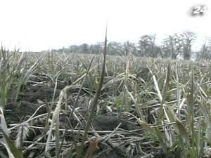 Посевная подорожала на 23% Посевная подорожала на 23%