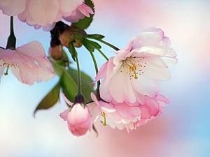 Глава МНС і японський посол висадять на Закарпатті алеї сакур Глава МНС і японський посол висадять на Закарпатті алеї сакур