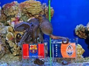 Восьминога-оракула Павлика хочуть підсмажити Восьминога-оракула Павлика хочуть підсмажити