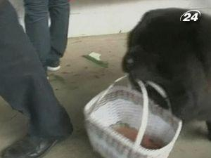 Китай: Чао-чао помогает по хозяйству