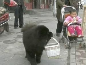 Чау-чау умеет выбрасывать мусор и носить корзину за хозяином Чау-чау умеет выбрасывать мусор и носить корзину за хозяином