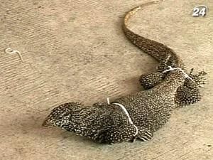 Близько 2 тисяч варанів контрабандно хотіли ввезти до Китаю Близько 2 тисяч варанів контрабандно хотіли ввезти до Китаю