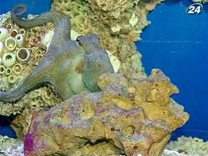 Осьминог Павлик предсказывает победу "Шахтера" Осьминог Павлик предсказывает победу "Шахтера"