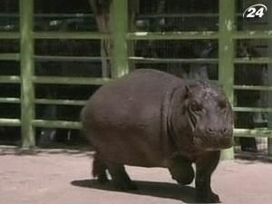 Ізраїльський зоопарк подарував палестинцям самку гіпопотама 