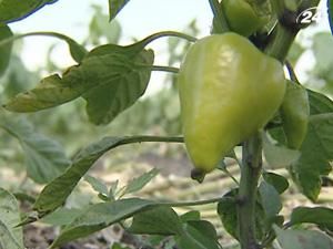 Половина овощей к потребителям не попадает Половина овощей к потребителям не попадает