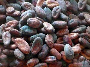 Кот д'Івуар відновить експорт какао