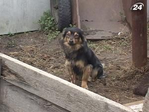 Через скажену лисицю у Соснівці, що на Львівщині оголосили карантин Через скажену лисицю у Соснівці, що на Львівщині оголосили карантин