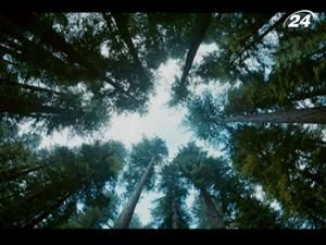 Оголосили конкурсну програму Канн 2011 Оголосили конкурсну програму Канн 2011