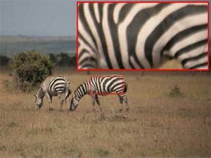 Ученые научились распознавать полоски зебр