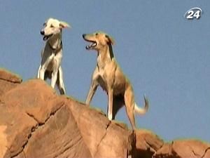 Унікальним фараоновим собакам загрожує зникнення