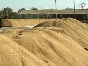 Пшениця на світових ринках дешевшає Пшениця на світових ринках дешевшає