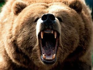 Луганск: На улице на женщину напал медведь