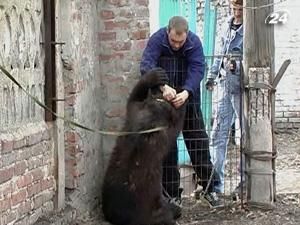 На Луганщині півторарічний ведмідь накинувся на жінку, яка його доглядала