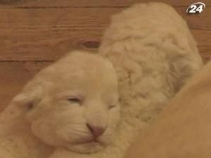 В белградском зоопарке на свет появились четверо белых львят В белградском зоопарке на свет появились четверо белых львят