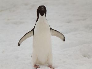 Королевська: Україна перетворюється на пінгвіна, який має крила, але не літає Королевська: Україна перетворюється на пінгвіна, який має крила, але не літає