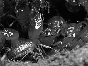 Индия: Термиты проникли в банк и съели 222 тысячи долларов Индия: Термиты проникли в банк и съели 222 тысячи долларов