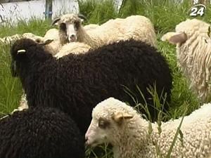 Украинским овцам открыли двери в Евросоюз