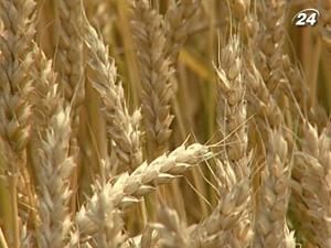 Україна може вирощувати у 2 рази більше зернових