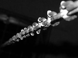 Фермер в течение 10 дней держал прикованным своего 53-летнего работника Фермер в течение 10 дней держал прикованным своего 53-летнего работника