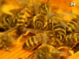 На бджолиних крилах тримається усе садівництво