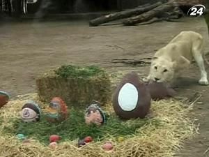 В зоопарке Буэнос-Айреса зверям подарили пасхальные яйца