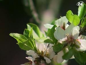 Крим: щороку в садибі Сергєєва-Ценського святкують свято мигдалю Крим: щороку в садибі Сергєєва-Ценського святкують свято мигдалю