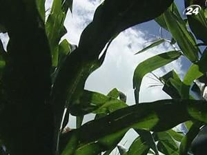 Мінагропрод ініціює скасування експортних квот на кукурудзу