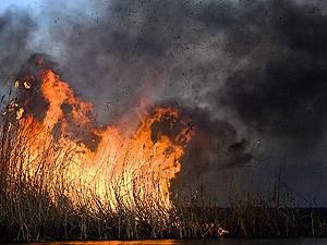 На Чернігівщині горить 70 гектарів очерету На Чернігівщині горить 70 гектарів очерету