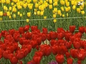 В Никитском ботаническом саду расцвели 120 сортов тюльпанов В Никитском ботаническом саду расцвели 120 сортов тюльпанов